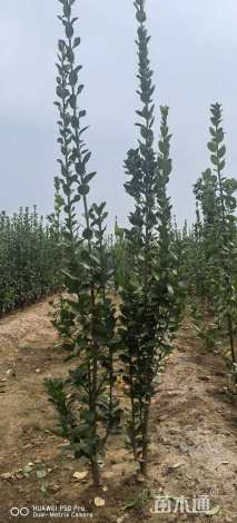 高度120厘米北海道黄杨