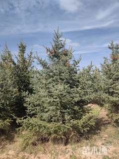 高度640厘米青海云杉