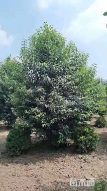 高度400厘米丛生大叶女贞