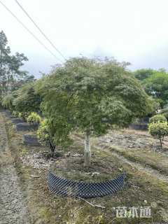 高度100厘米羽毛枫