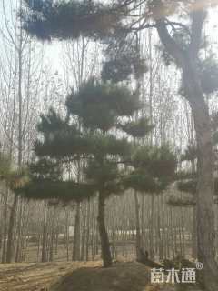 20公分造型油松