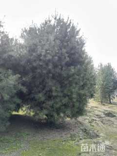 高度300厘米白皮松