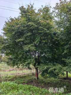 15公分日本红枫