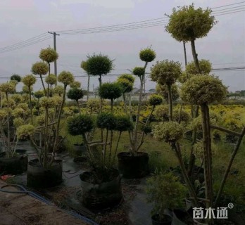 4公分造型川滇小蜡