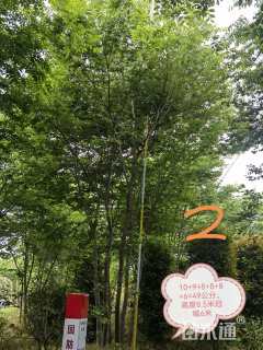 45公分丛生榉树