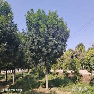 15公分秋紫白蜡