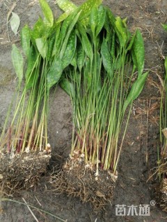 高度50厘米一叶兰