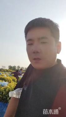 冠幅90厘米金叶榆球