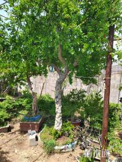 高度300厘米石榴