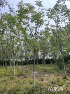 10公分栾树