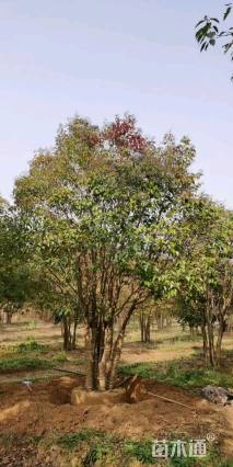 40公分大叶女贞