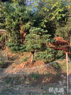 10公分造型日本五针松