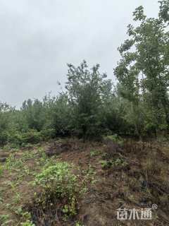 16公分八棱海棠