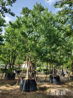 30公分丛生乌桕