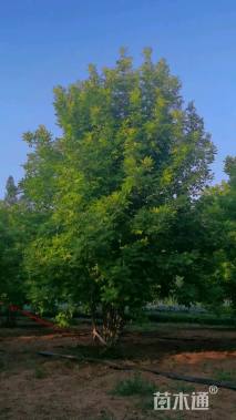 15公分金叶白蜡