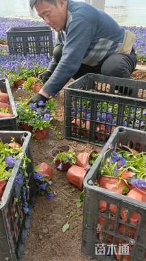 高度20厘米角堇