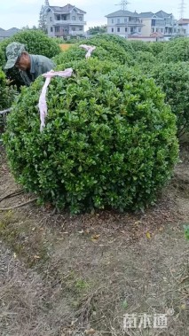 冠幅150厘米海桐球