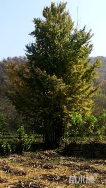 200公分丛生银杏