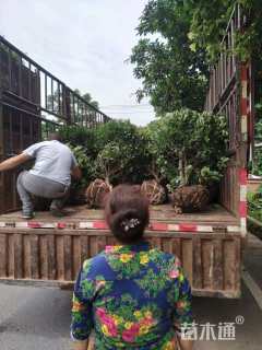 冠幅150厘米海桐球