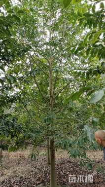 15公分乐昌含笑