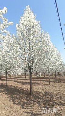 10公分彩叶豆梨