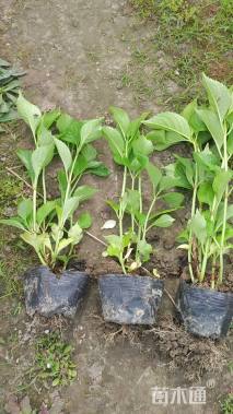 高度30厘米八仙花