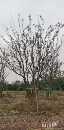 50公分朴树