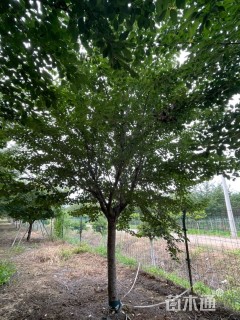 15公分染井吉野樱