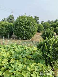 冠幅200厘米卫矛球