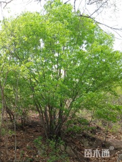 高度900厘米丛生五角枫