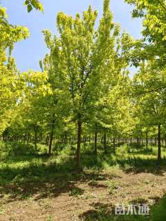 12公分金叶复叶槭