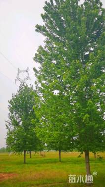 14公分美国红枫