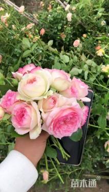 200厘米藤本月季