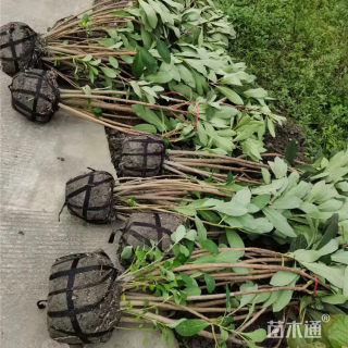 高度40厘米结香球