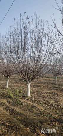 18公分丰盛海棠