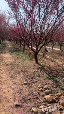 14公分骨里红梅