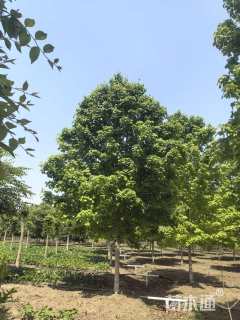 12公分美国红枫-十月光辉