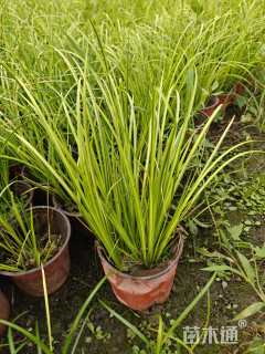 高度25厘米金叶菖蒲