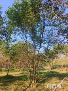 50公分(4杆)丛生乌桕