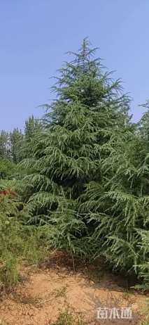 高度700厘米雪松