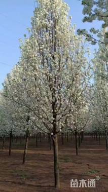 18公分彩叶豆梨