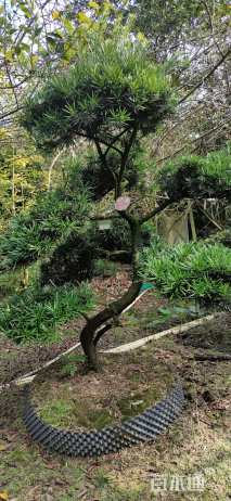 原生苗造型罗汉松