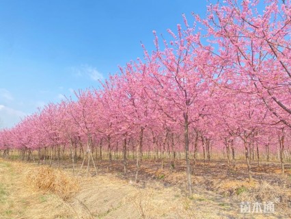 12公分红粉佳人樱