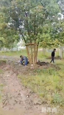 120公分(5杆)丛生香樟