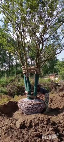 70公分(4杆)丛生朴树