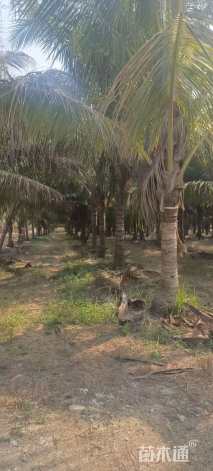 裸干高150厘米椰子树