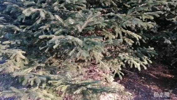 高度5000厘米云杉