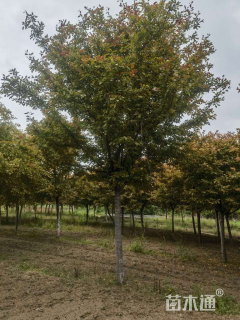 13公分北美海棠