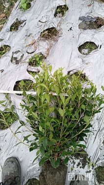 高度35厘米二栀子