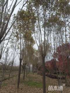 12公分速生白蜡